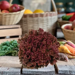 LECHUGA CRESPA MORADA